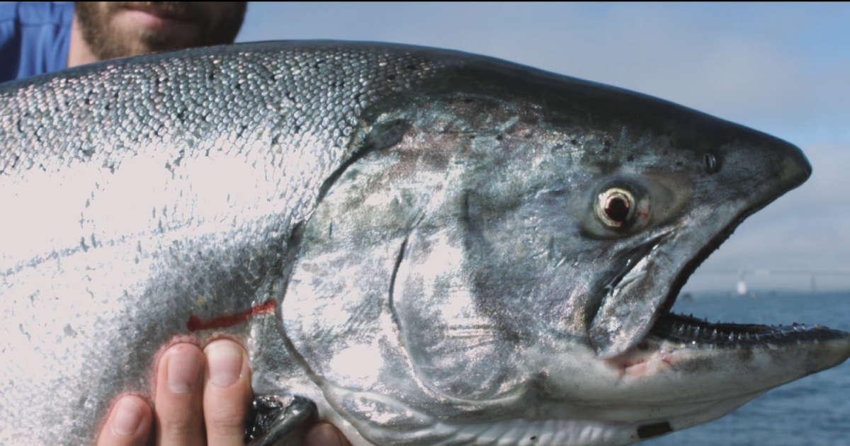 How We Run Ep. 1 Salmon Fishing Buoy 10 Run Gum